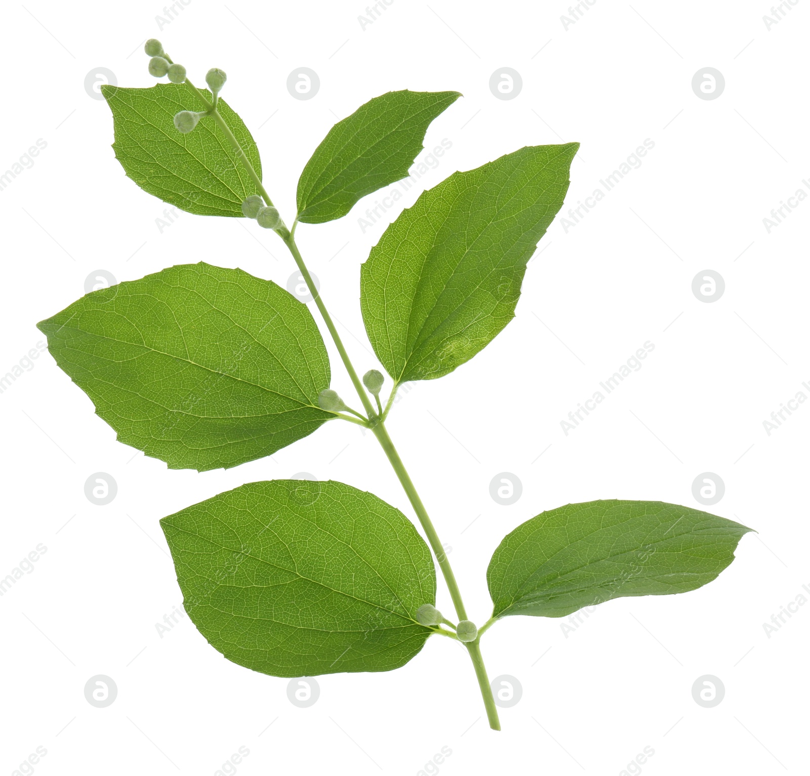 Photo of Jasmine branch with fresh green leaves and buds isolated on white