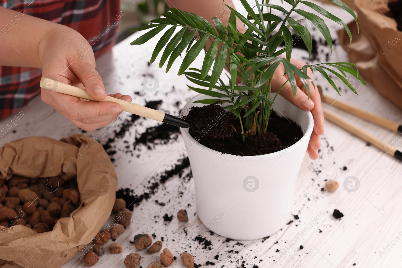 Photo of Woman transplanting houseplant at white table indoors, closeup