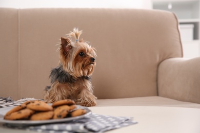 Photo of Yorkshire terrier on sofa near plate with cookies indoors, space for text. Happy dog