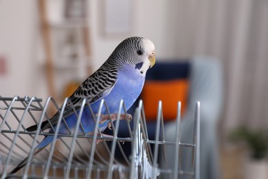 Photo of Beautiful light blue parrot on cage indoors. Cute pet