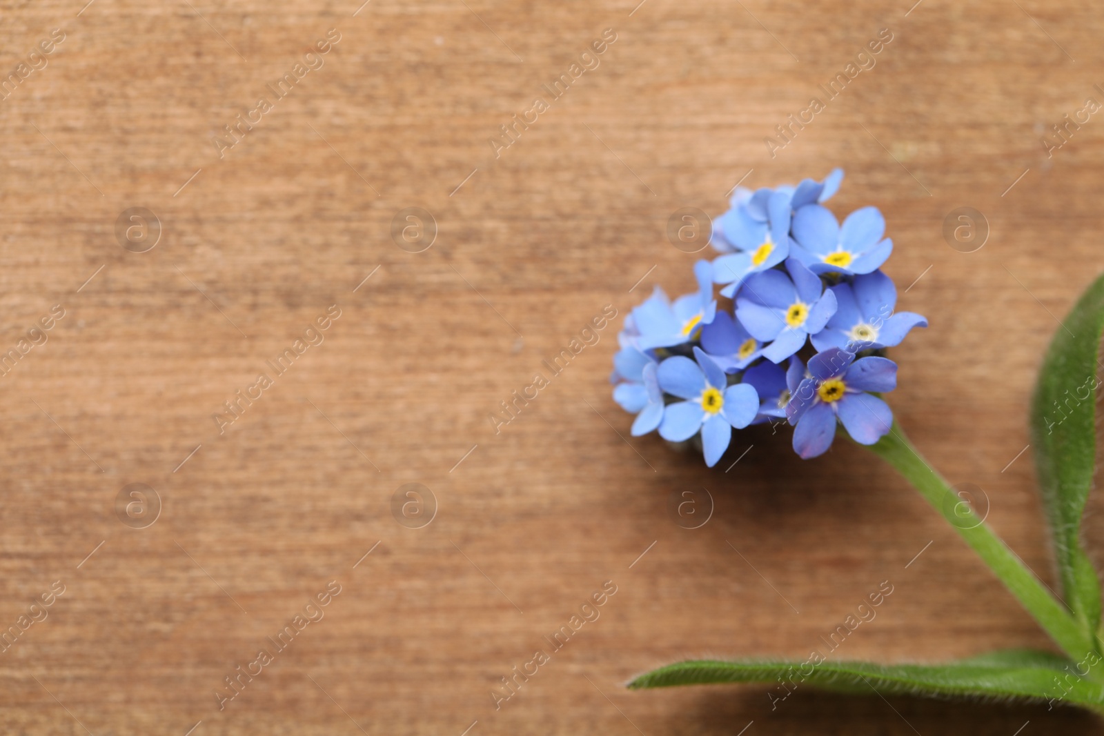 Photo of Beautiful blue Forget-me-not flower on wooden table, top view. Space for text