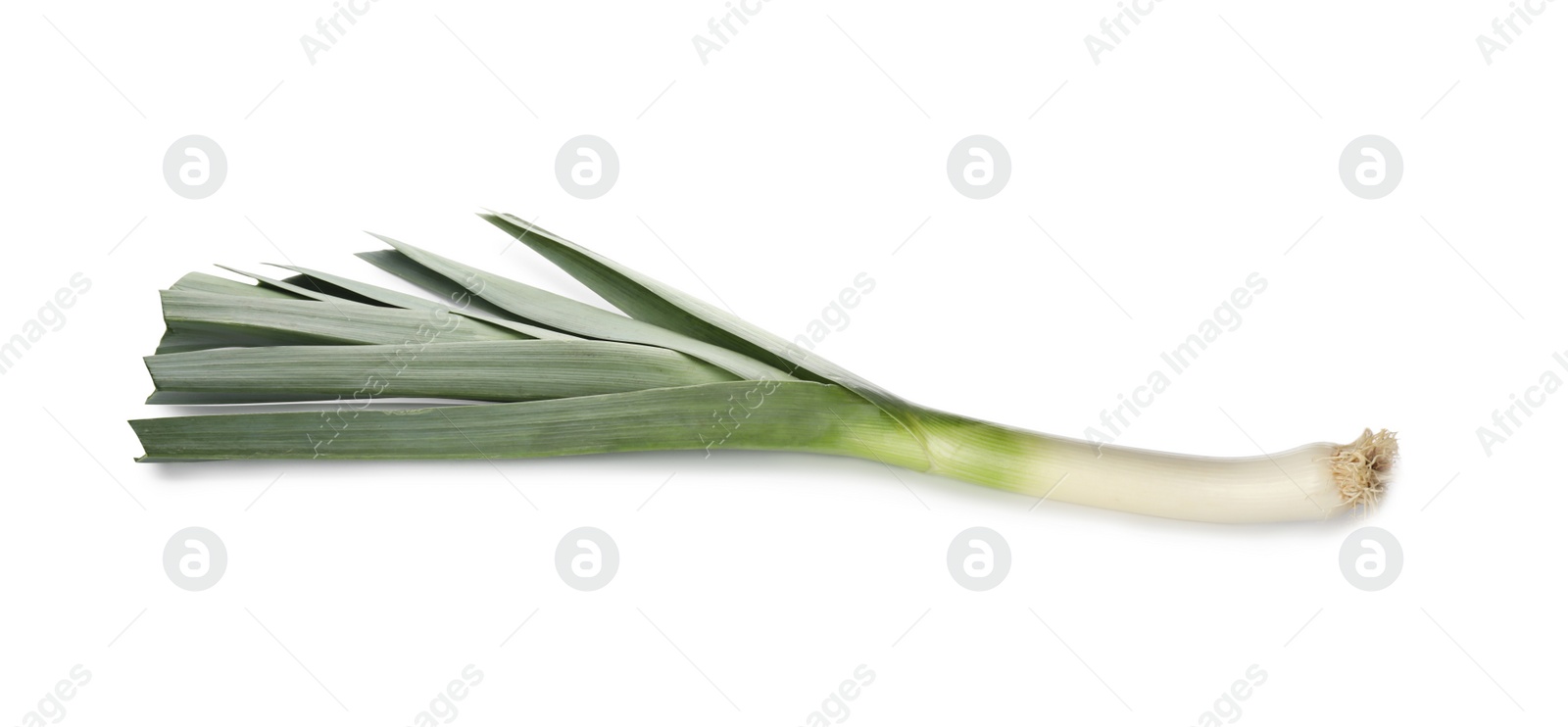 Photo of Fresh raw leek isolated on white. Ripe onion