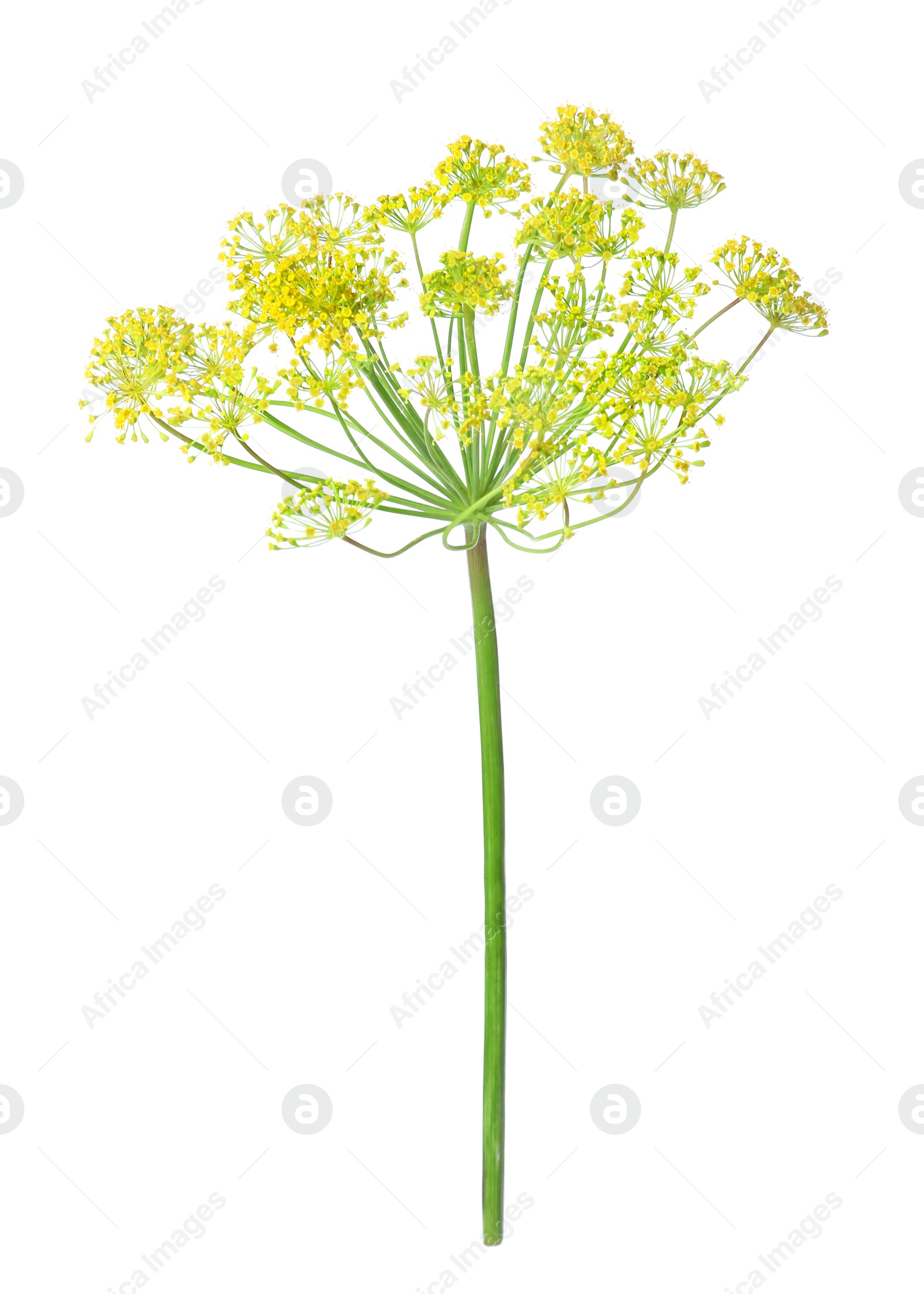 Photo of Fresh flowering dill inflorescence on white background