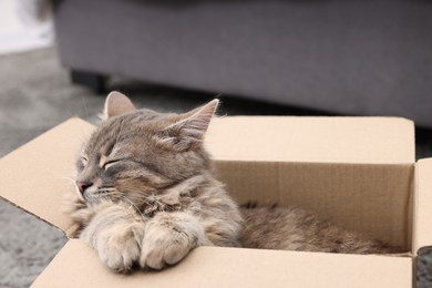 Photo of Cute fluffy cat in cardboard box indoors