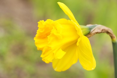 Photo of Beautiful daffodil blooming in garden, closeup. Spring flowers