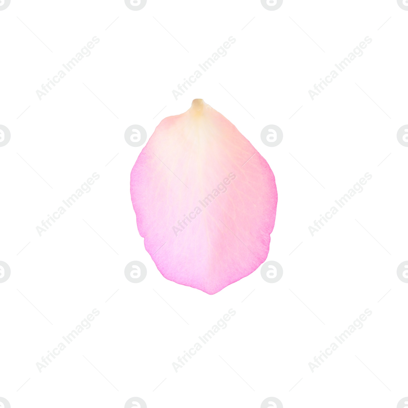 Photo of Tender pink rose petal isolated on white