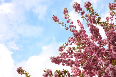 Photo of Sakura tree with beautiful pink flowers against blue sky, space for text. Amazing spring blossom