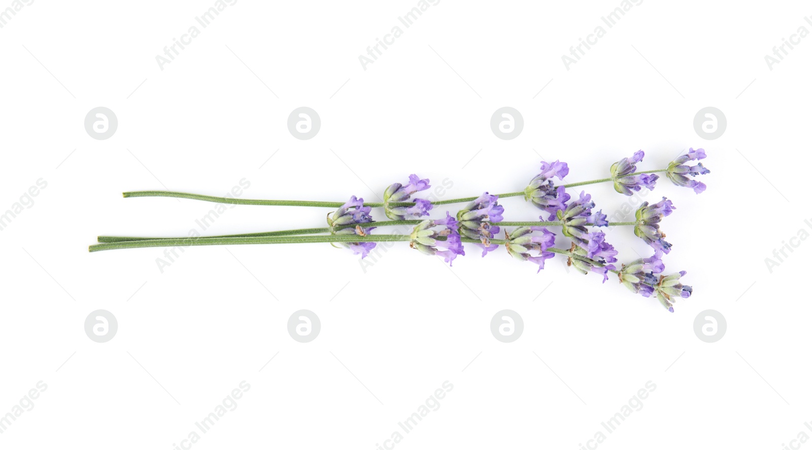 Photo of Beautiful tender lavender flowers on white background, top view