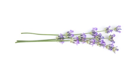 Beautiful tender lavender flowers on white background, top view