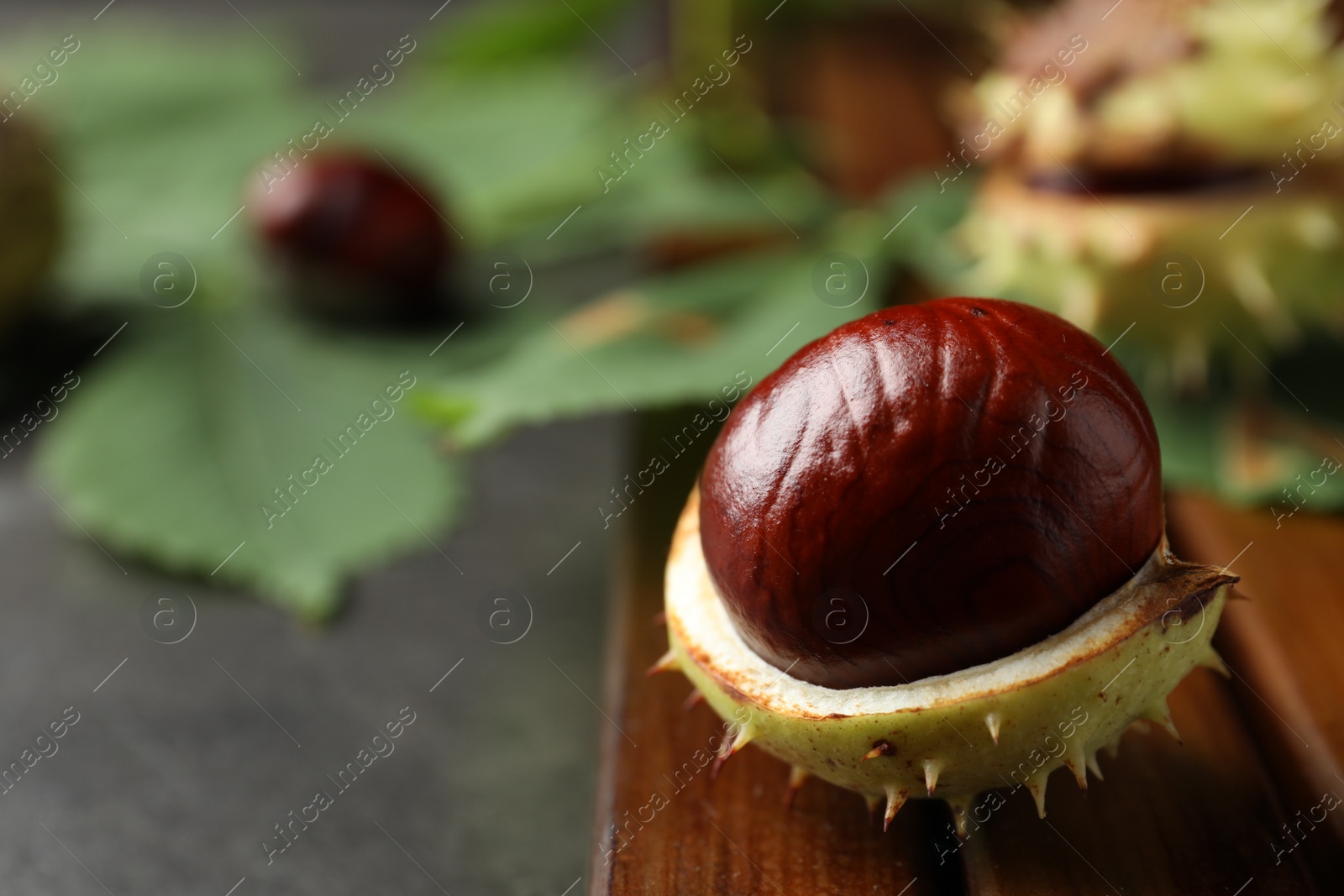 Photo of Horse chestnut in husk on wooden board, closeup