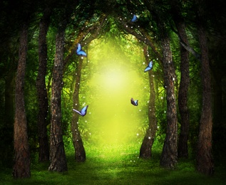 Image of Fantasy world. Enchanted forest with magic lights, beautiful butterflies and way between trees
