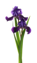 Two beautiful blooming irises on white background