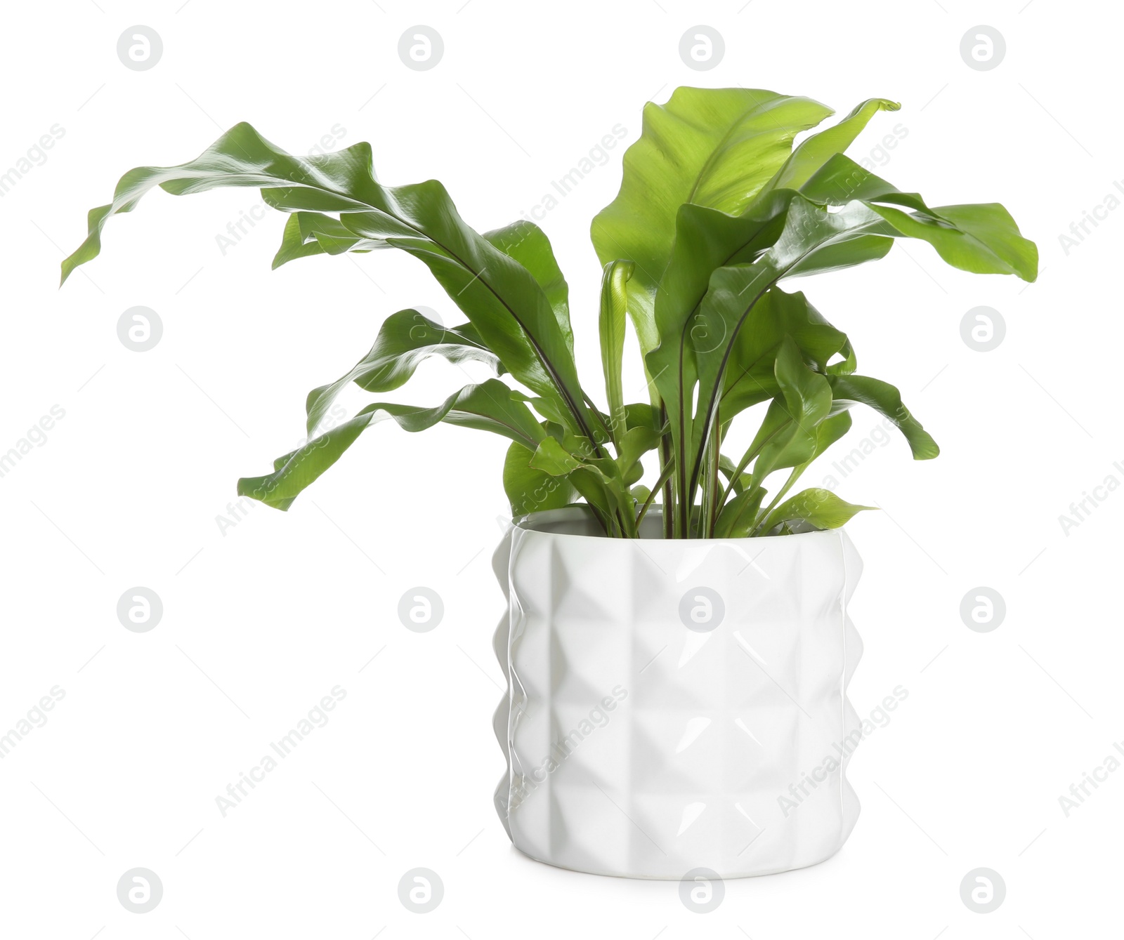 Photo of Beautiful fern in pot isolated on white