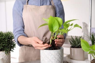 Photo of Woman transplanting Scindapsus into pot at table indoors, closeup. House plant care