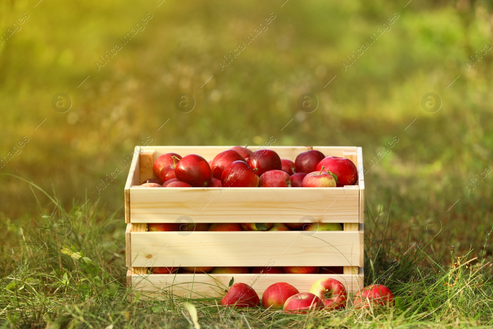 Photo of Wooden crate with ripe apples on ground outdoors