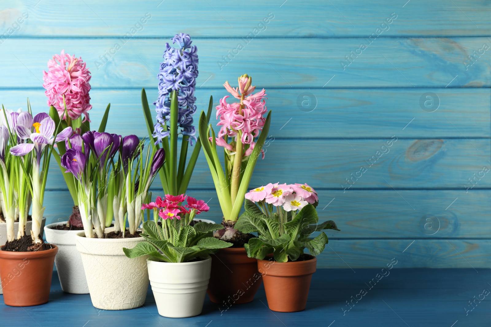 Photo of Different beautiful potted flowers on blue wooden table. Space for text