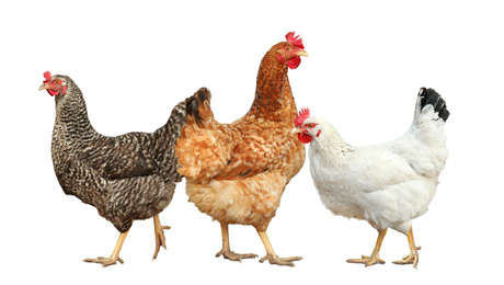 Image of Beautiful chickens on white background. Domestic animal