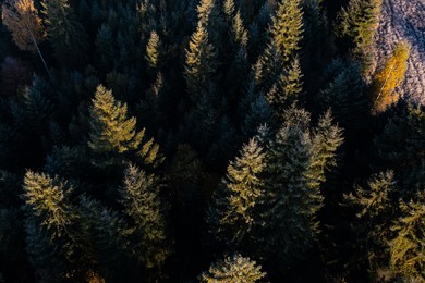 Image of Aerial view of trees in forest. Drone photography