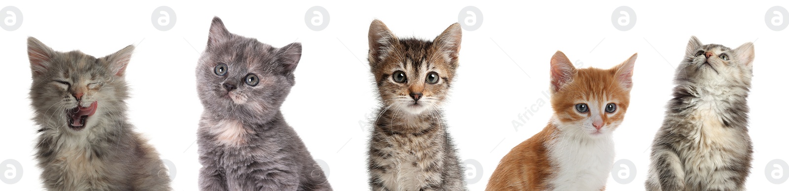 Image of Cute little kittens on white background. Banner design