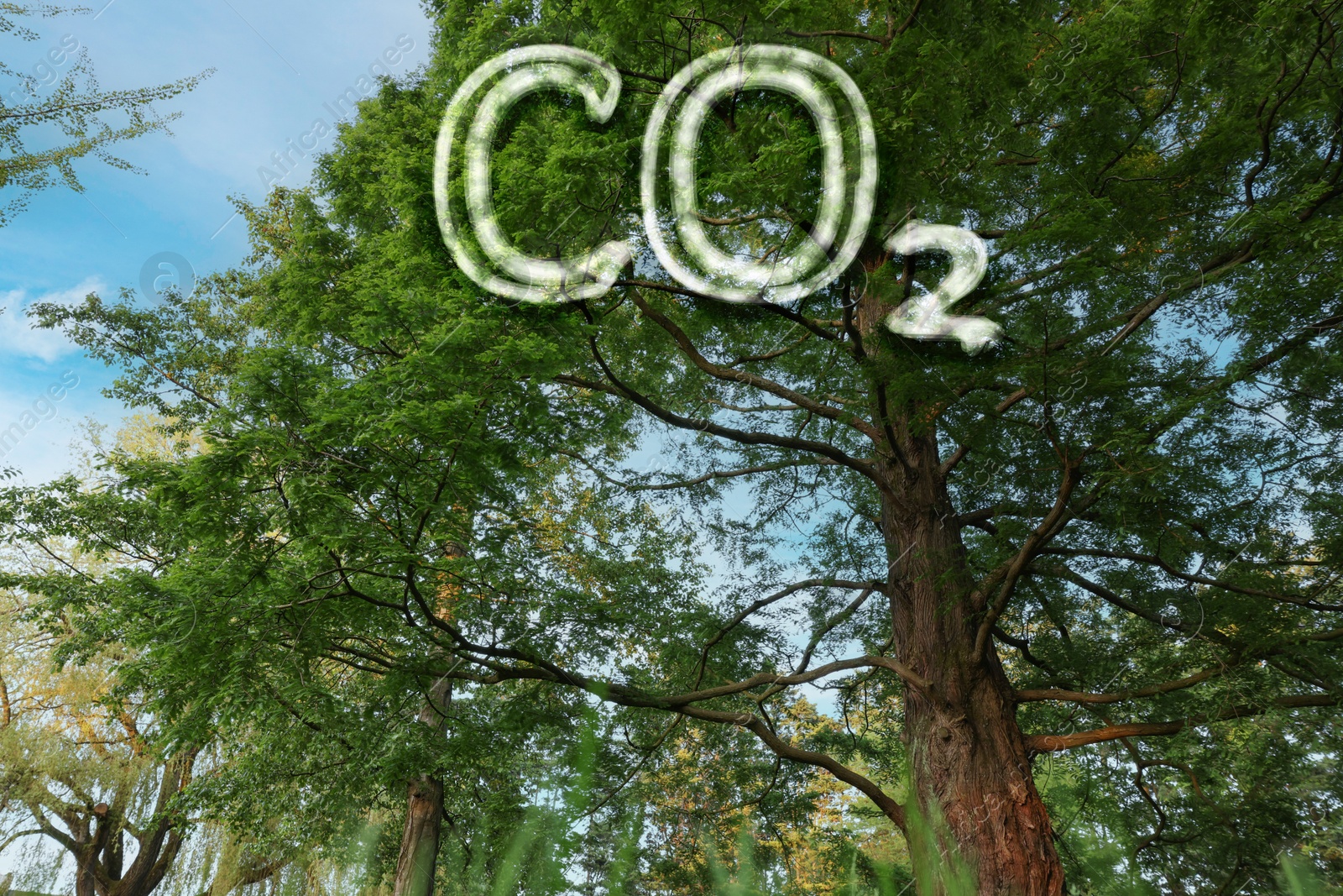 Image of Concept of clear air. CO2 inscription and beautiful green trees under blue sky, low angle view