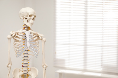 Photo of Artificial human skeleton model near window indoors. Space for text