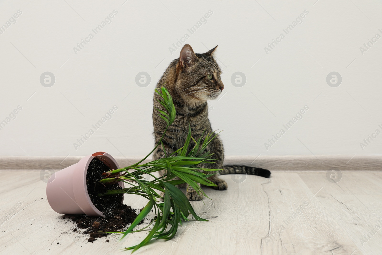 Photo of Mischievous cat near overturned houseplant on floor indoors