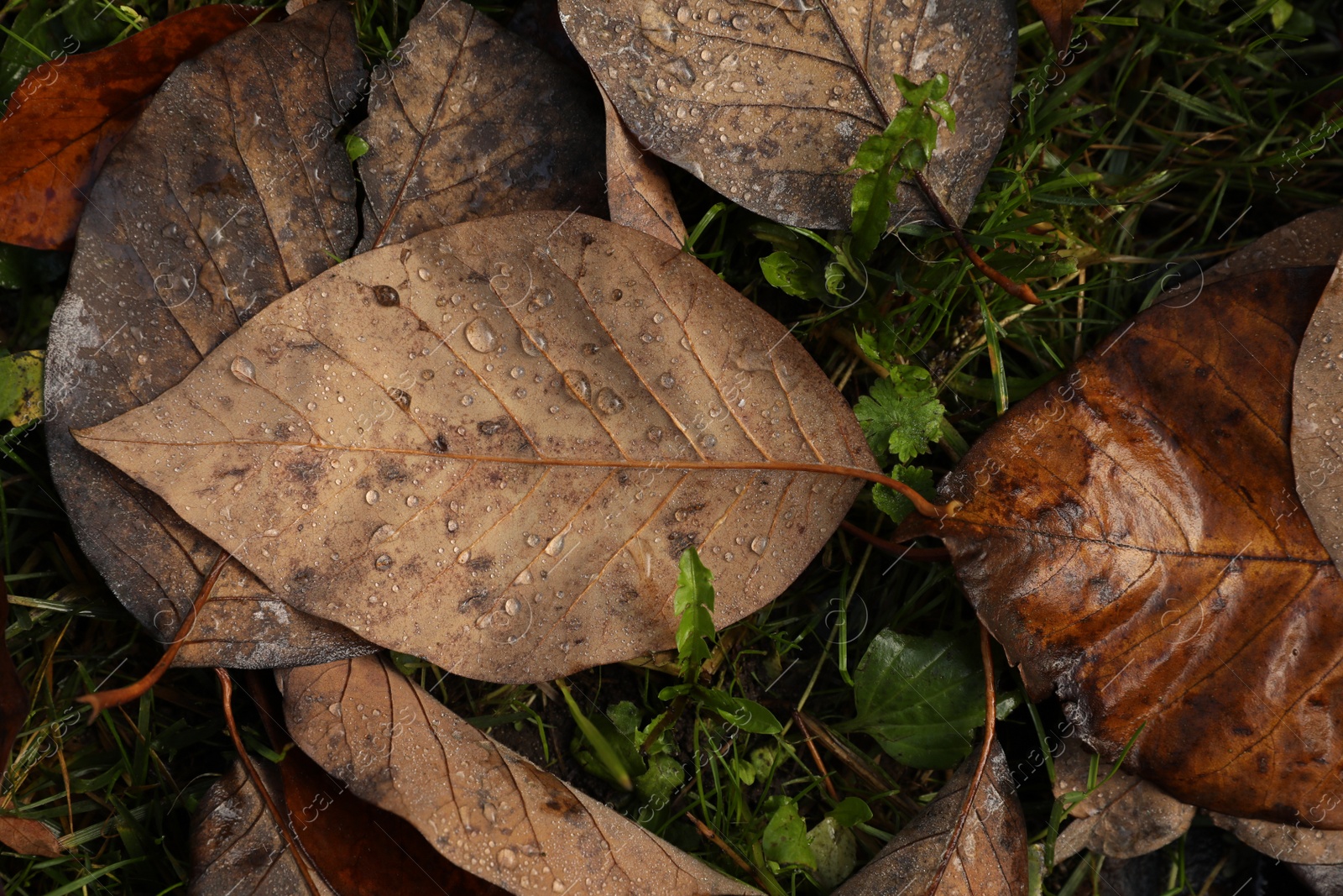 Photo of Beautiful yellowed leaves with dew on green grass, top view