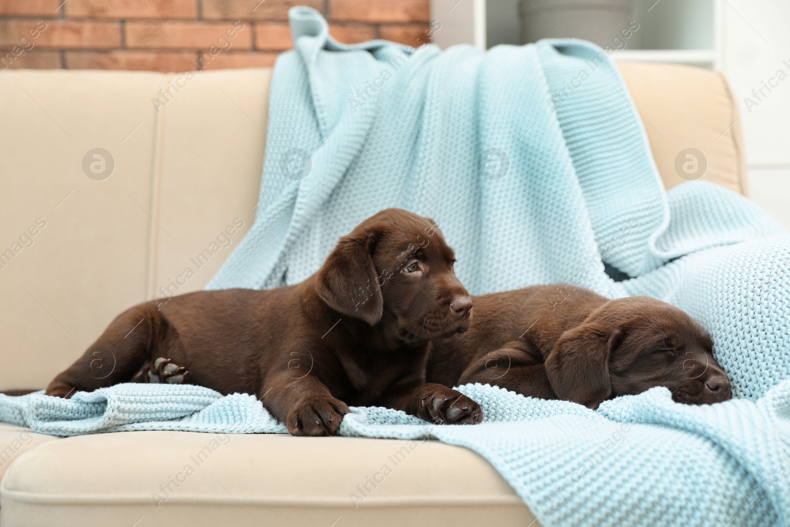 Photo of Chocolate Labrador Retriever puppies with blanket on sofa indoors
