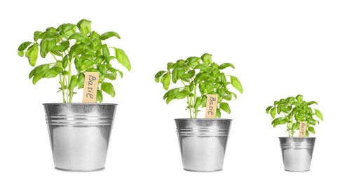 Image of Basil growing in pots isolated on white, different sizes