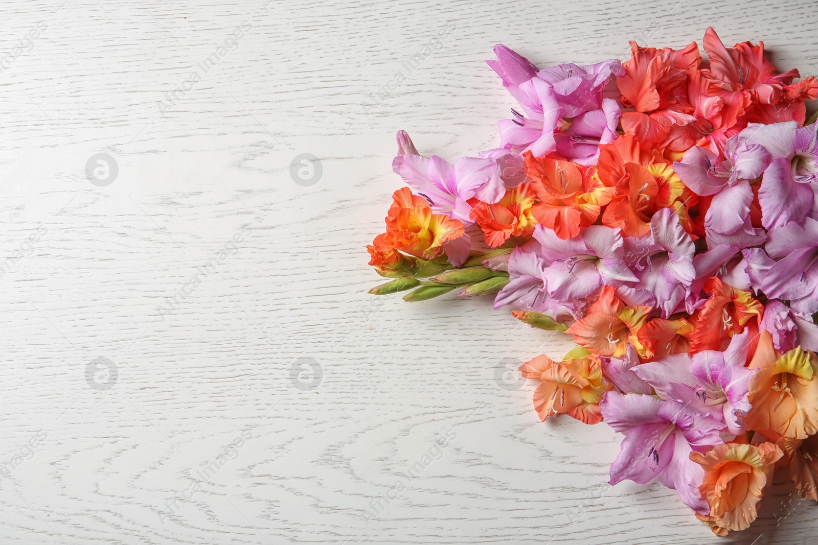 Photo of Beautiful gladiolus flowers on light wooden background