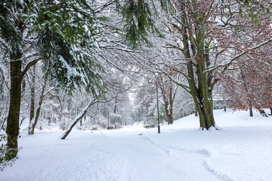 Photo of Trees covered with snow in winter park