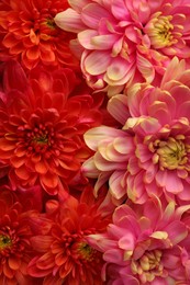 Many different beautiful chrysanthemums as background, closeup