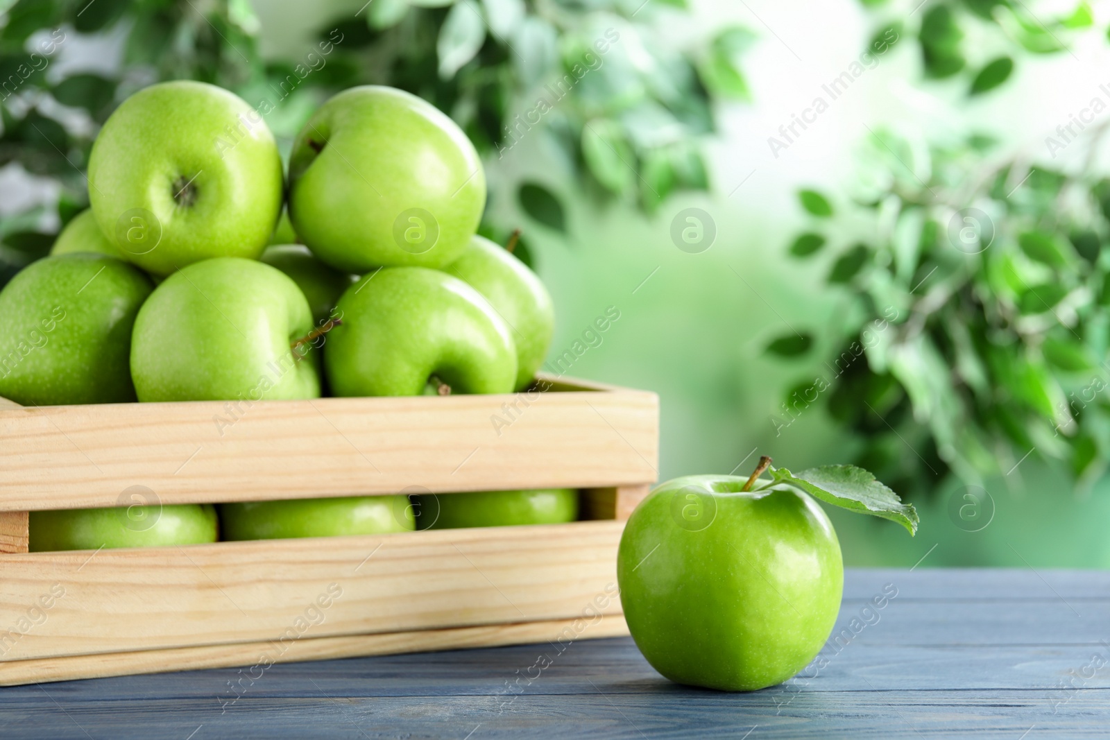Photo of Ripe green apples in crate on blue wooden table against blurred background. Space for text