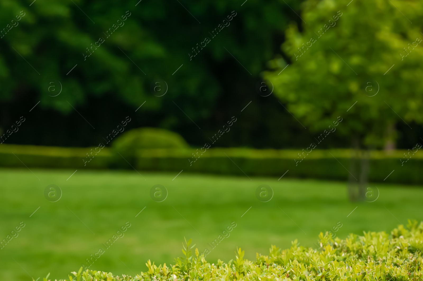 Photo of Blurred view of beautiful green lawn with freshly mown grass and trees in park