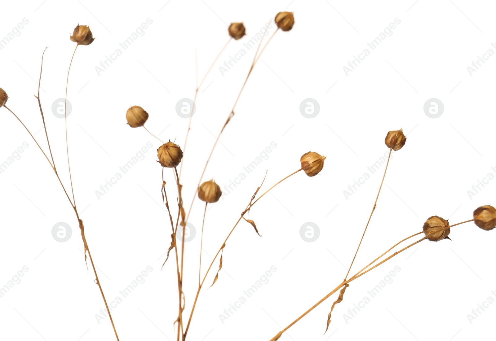 Photo of Beautiful dry flax plant isolated on white