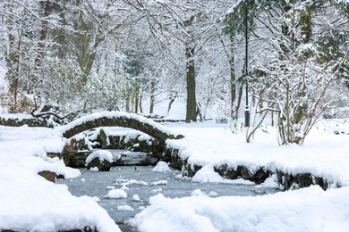 Trees covered with snow and frozen pond in winter park