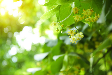 Photo of Closeup view of linden tree with fresh young green leaves and blossom outdoors on spring day