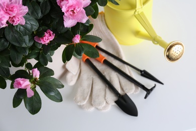 Photo of Beautiful Azalea flower in plant pot and gardening tools on white table, above view. House decor