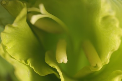 Photo of Beautiful light green Gladiolus flower as background, macro view