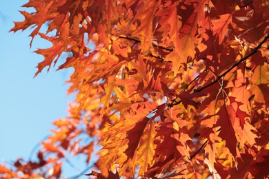 Beautiful trees with autumn leaves against sky on sunny day, low angle view