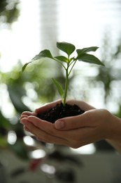 Photo of Woman holding green pepper seedling against blurred background, closeup