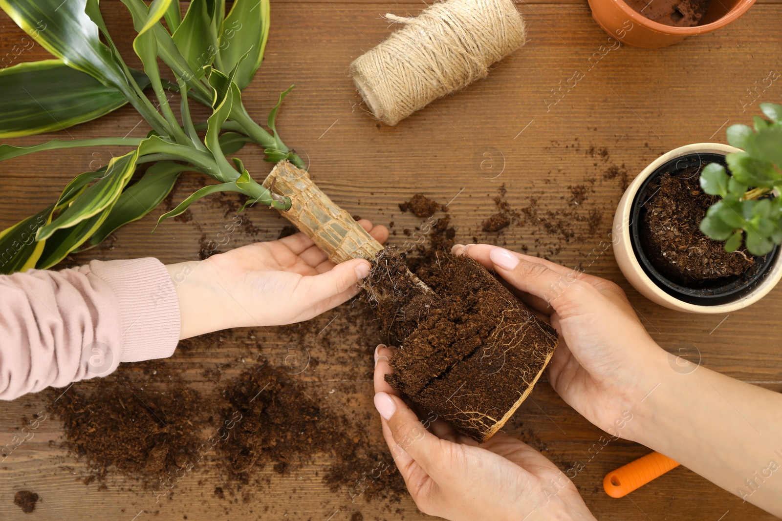 Photo of Mother and daughter taking care of plant at wooden table, top view. Home activity