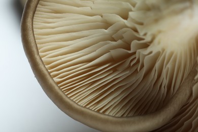 Fresh oyster mushroom on white background, macro view