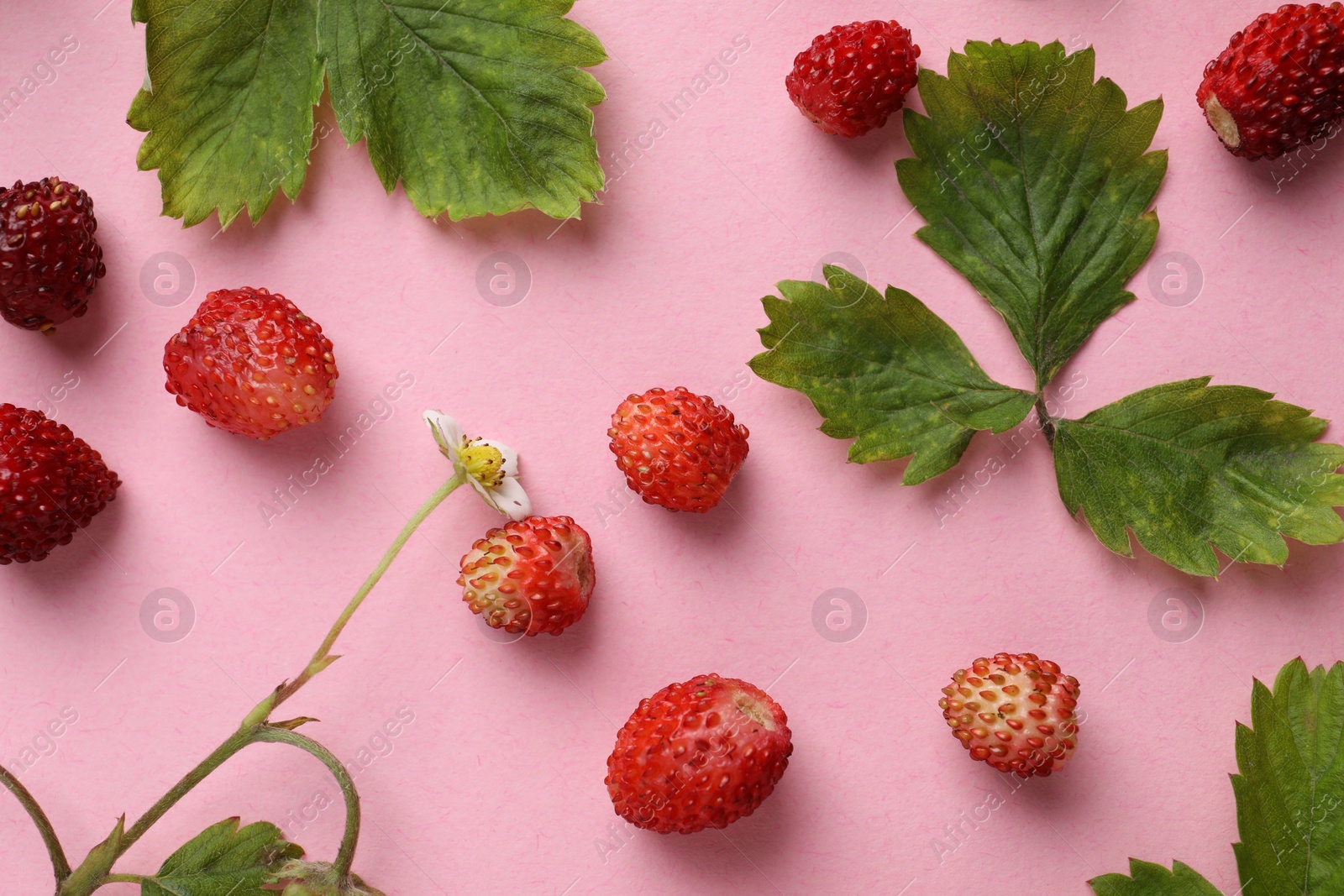 Photo of Many fresh wild strawberries, flower and leaves on pink background, flat lay