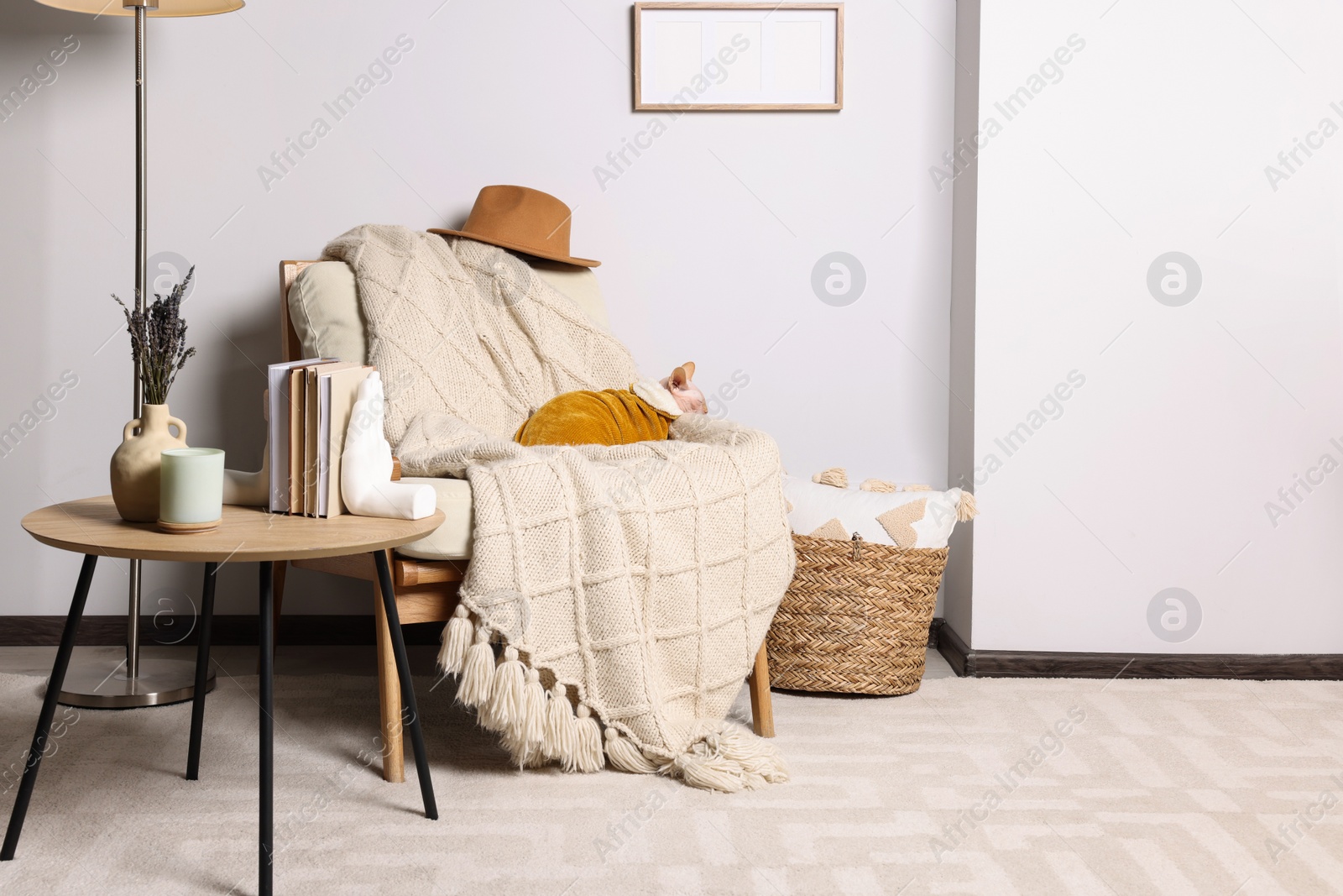 Photo of Cute Sphynx cat in warm sweater on armchair at home. Lovely pet