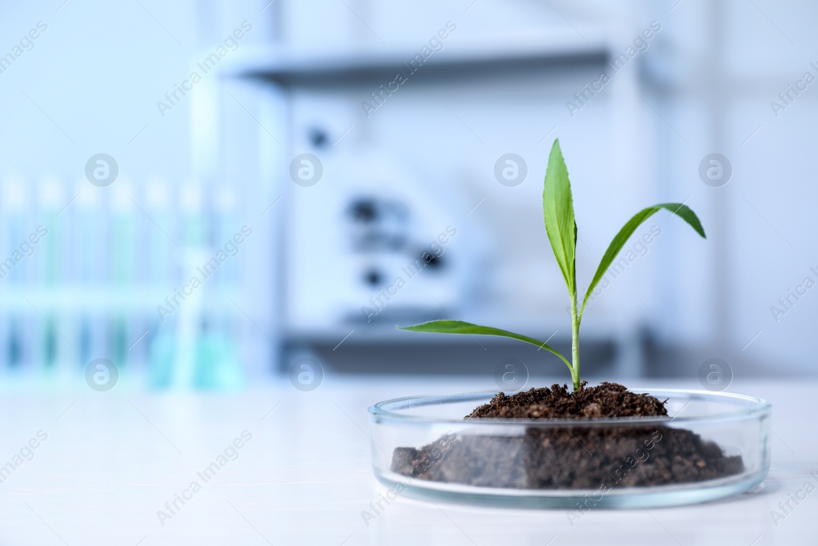 Photo of Green plant in Petri dish on table in laboratory. Biological chemistry