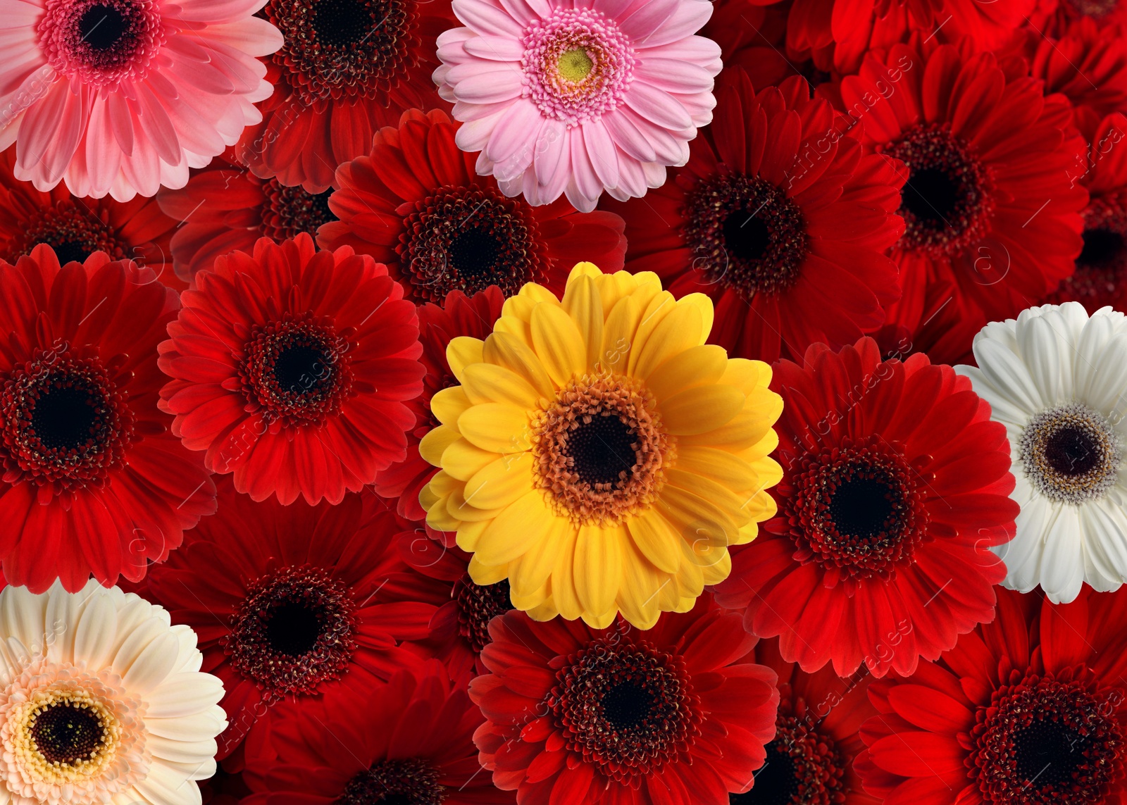 Image of Many different beautiful gerbera flowers as background