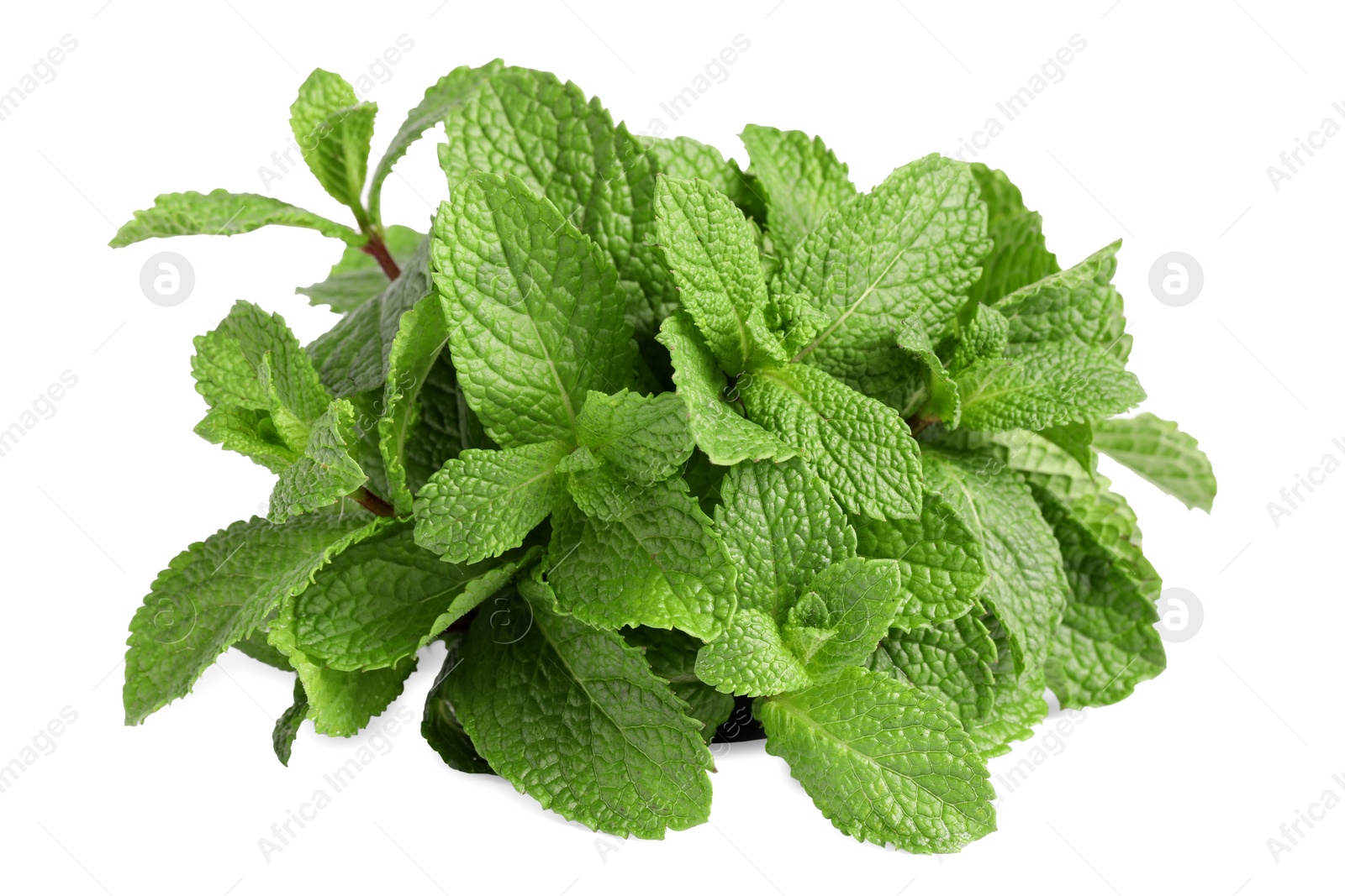 Photo of Fresh mint plant with green leaves isolated on white