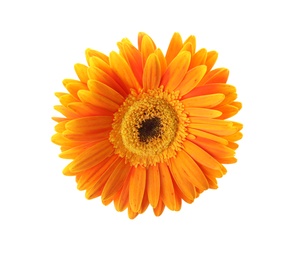 Photo of Beautiful bright gerbera flower on white background, top view