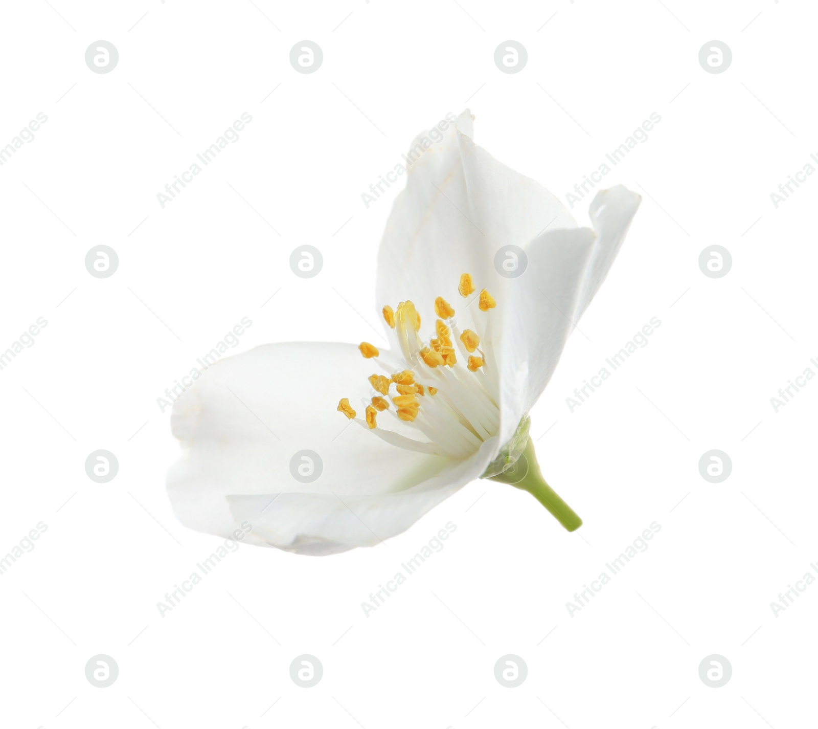 Photo of Beautiful flower of jasmine plant isolated on white